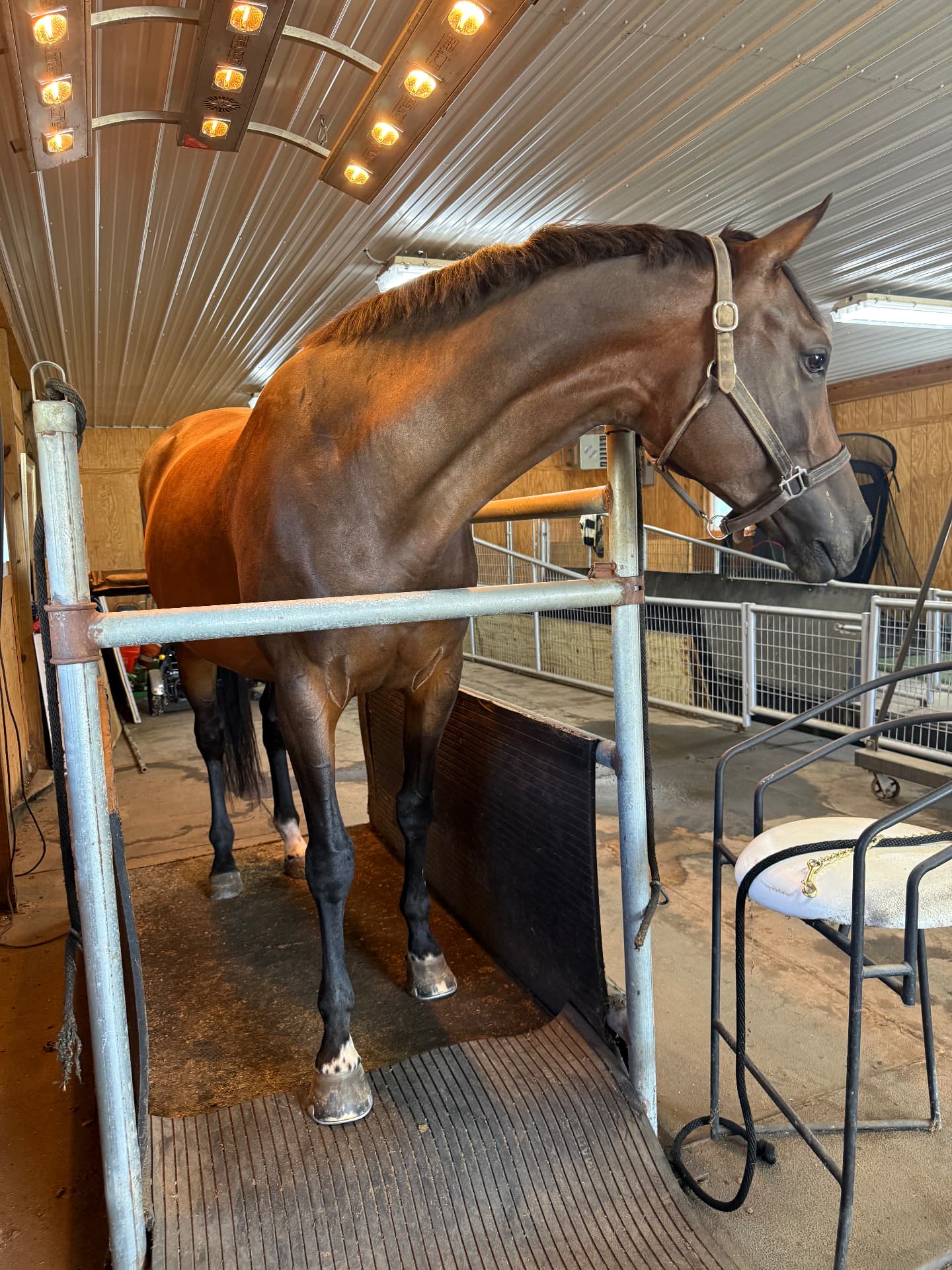 A bay horse standing beneath illuminated solarium lamps in a care bay at Posnerosa