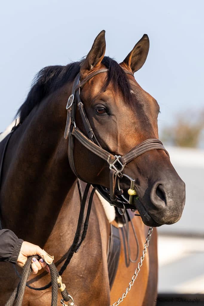 Close portrait of an alert bay horse wearing a brown bridle against a softly blurred pale background, with a handler's hand holding the lead and the original Naimark Photography credit visible