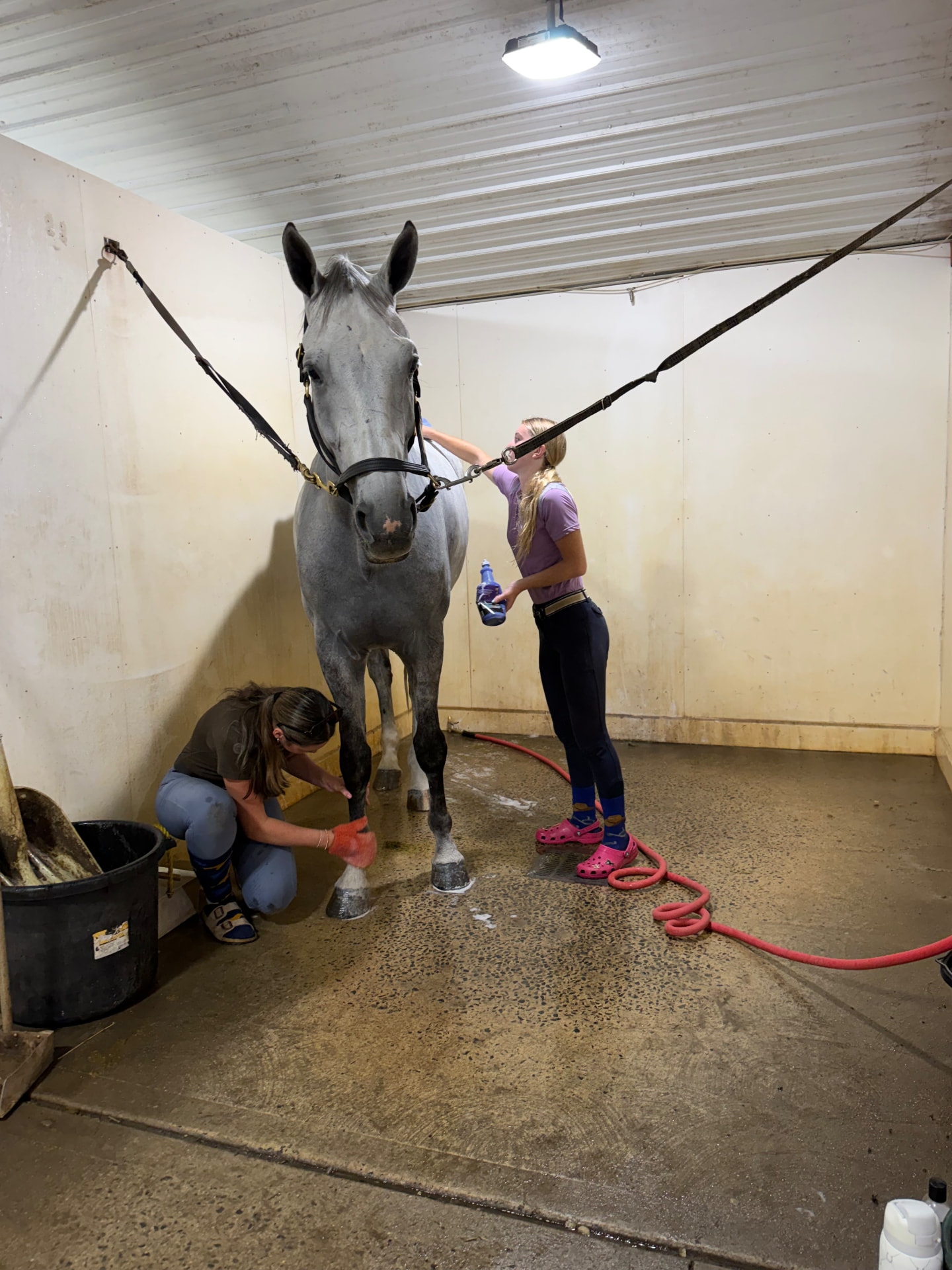 Two people grooming a grey horse in cross-ties in the Posnerosa wash bay, one caring for its lower leg and the other brushing its body