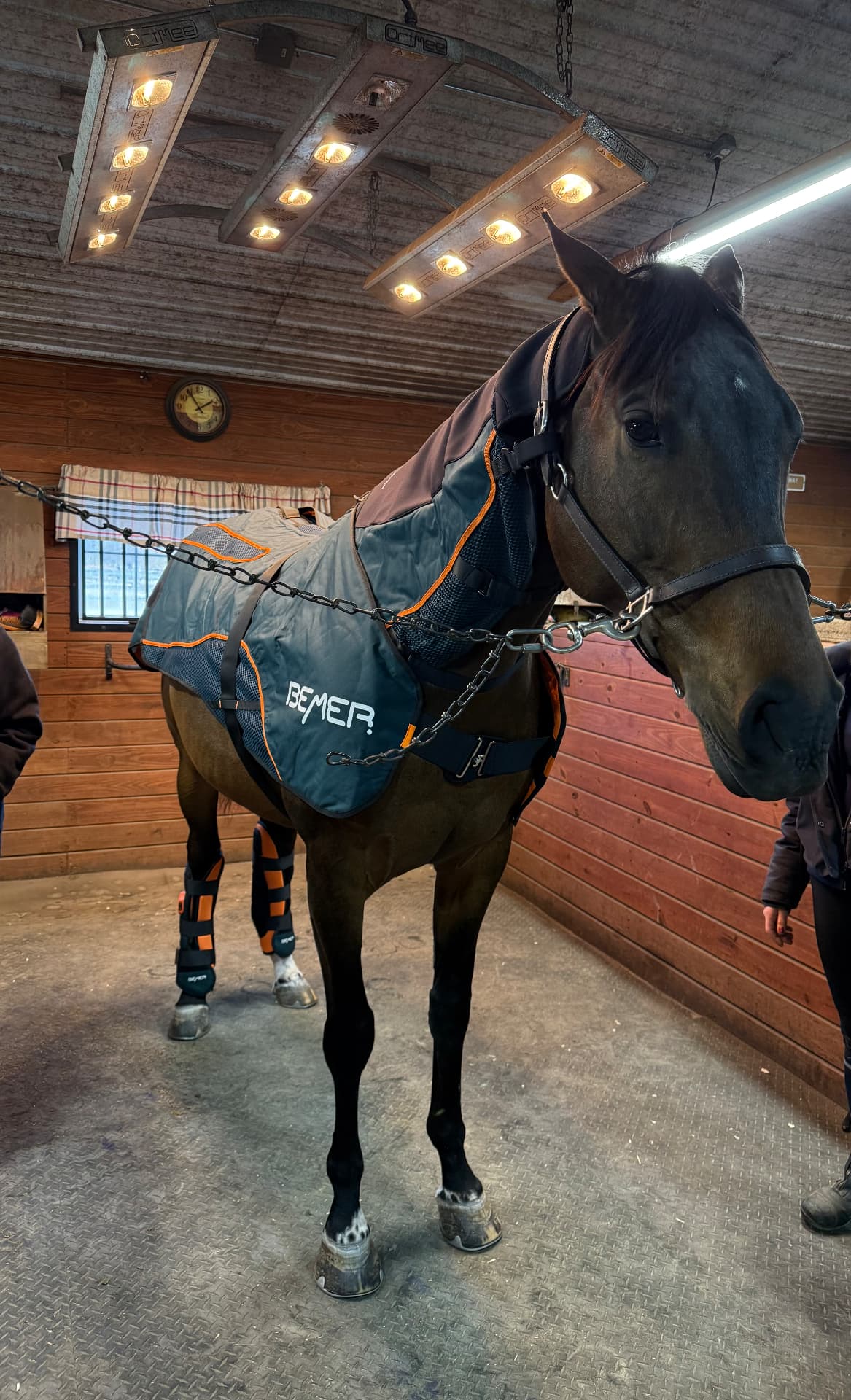 A dark horse wearing a therapy blanket and leg wraps beneath solarium lamps in a Posnerosa care bay