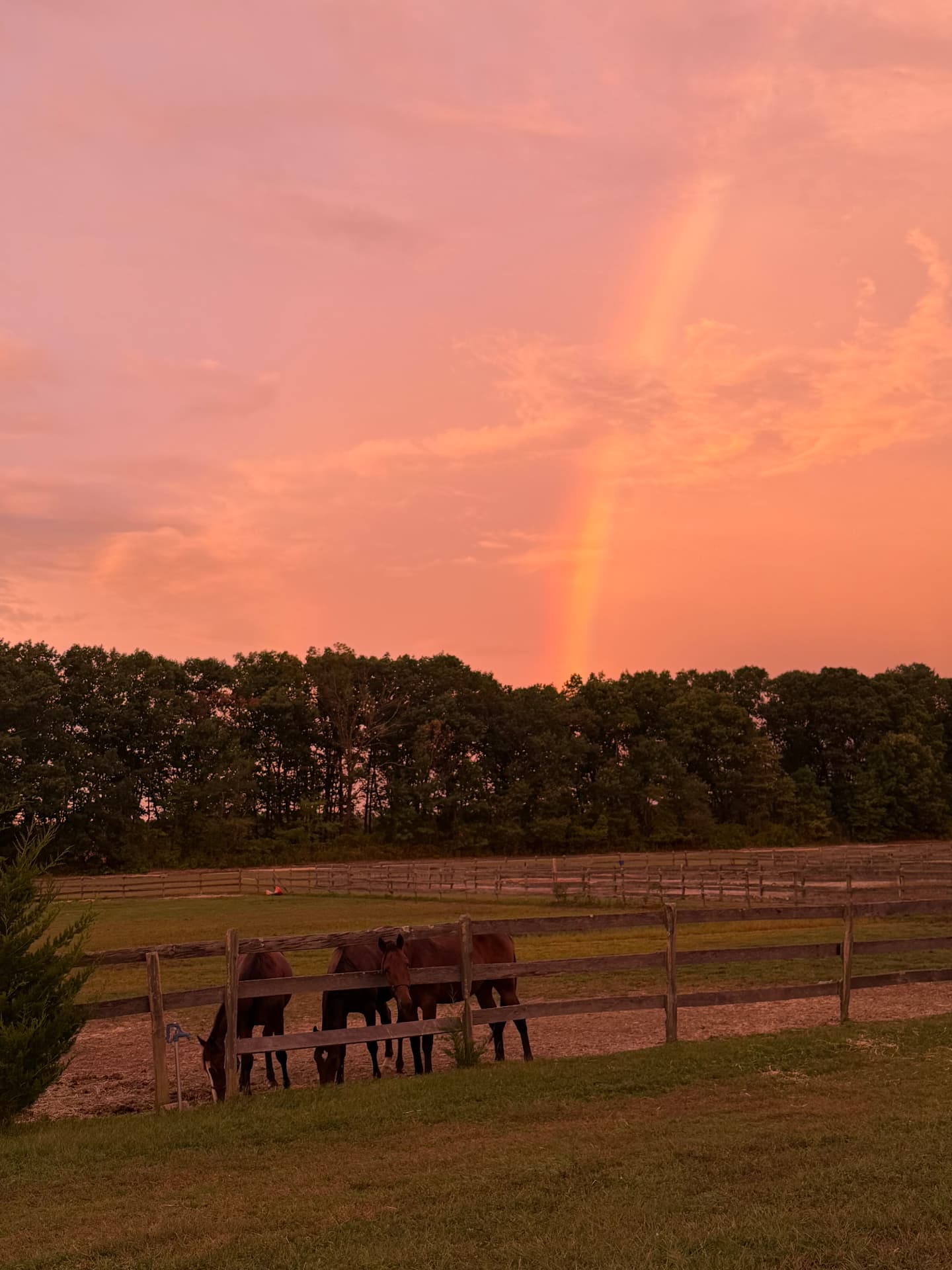 Horses beneath a rainbow at Posnerosa