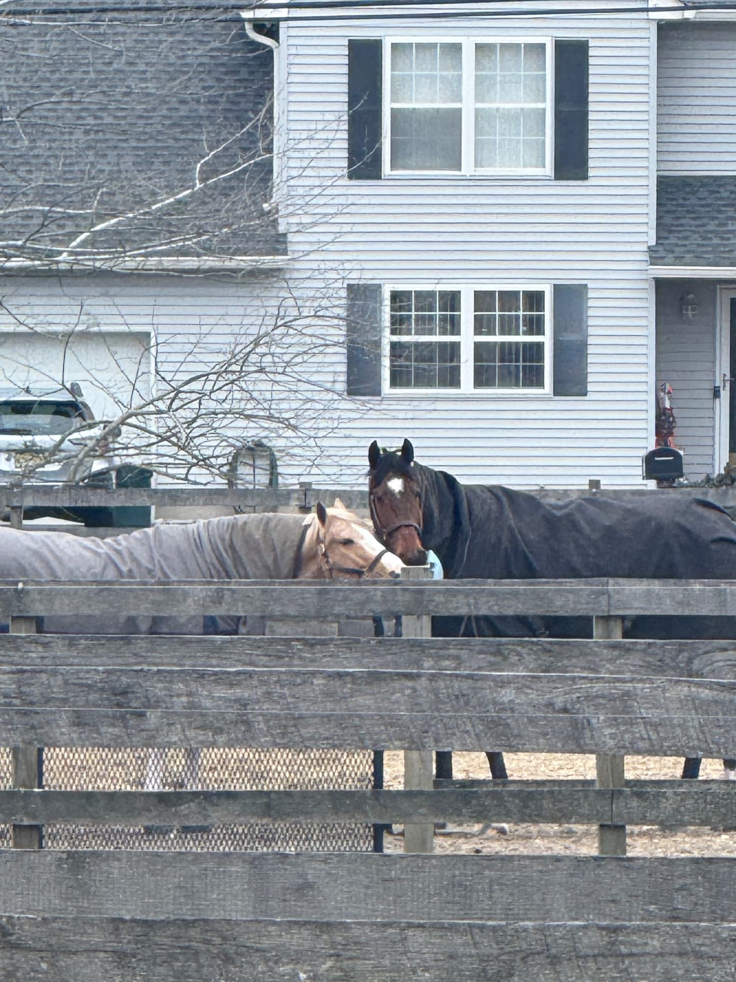 Two blanketed horses standing together behind wooden paddock fencing at Posnerosa